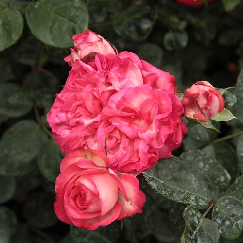 Shop - Rosa Antike 89™ - weiß - rot - kletterrosen - stark duftend - W. Kordes & Sons - Wunderschöne Kletterrose, deren Blütenform an altertümliche Rosen erinnert.